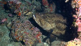 Thailand 2015 - Ko Tao - Merou Marron - Epinephelus fuscoguttatus _IMG_3510_rc